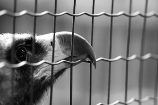 Freedom Caged - a picture of an email behind a cage